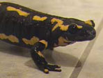 La salamandre dans la salle de bain